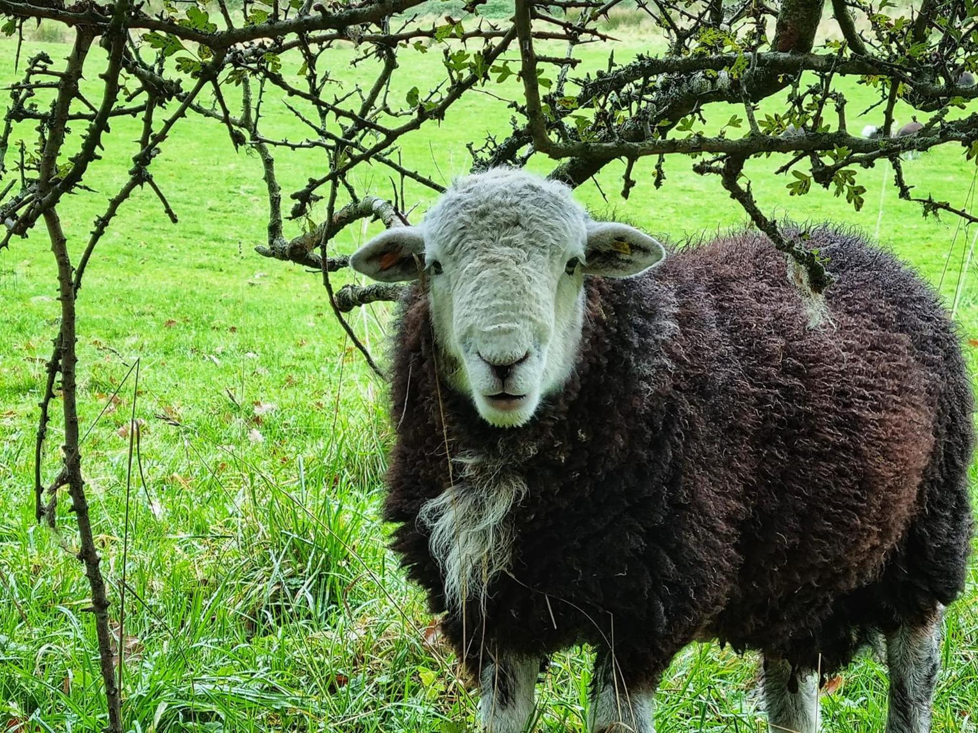 Crookabeck B&B Patterdale Εξωτερικό φωτογραφία